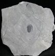 Undescribed Kendallina Trilobite - McKay Group #7446-1